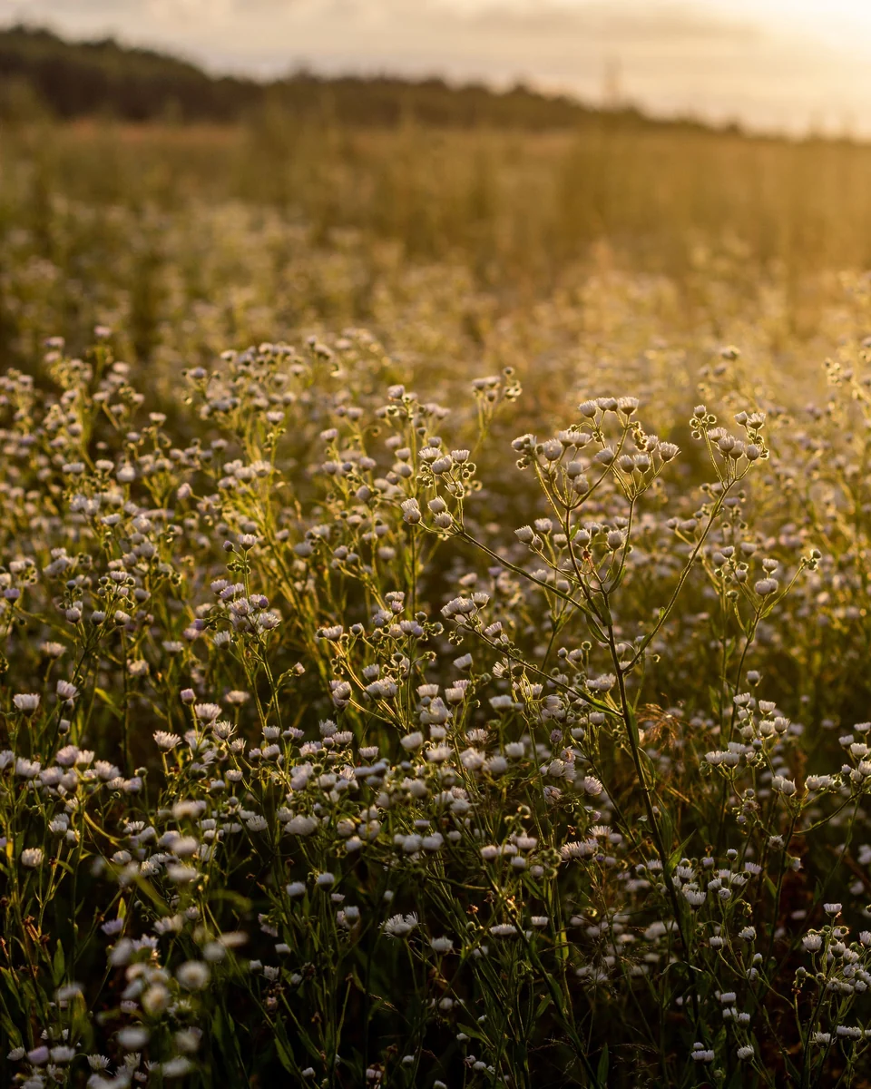Wildflower meadow at sunset, backlit